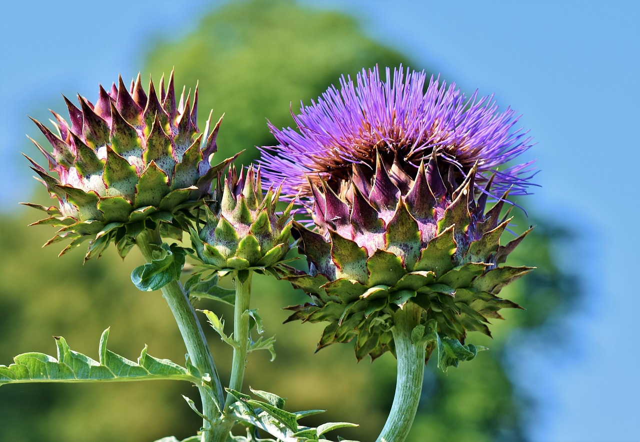 Understanding the Connection Between Nutrition and Allergies